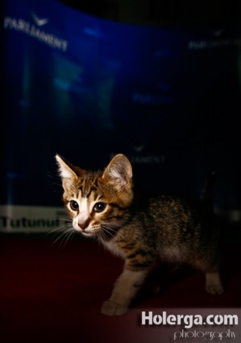 Catwalk