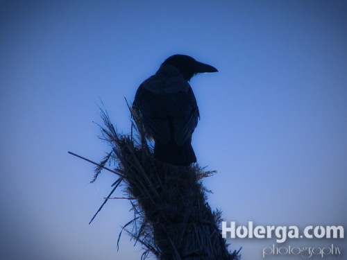 Păsări pe litoral Pasari pe litoral 1 500x375 Fotografia zilei #47 – Păsări pe litoral