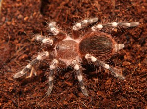 tarantula tarantula1 300x223 Vrei să devii Spiderman? ...fă mi o vizită