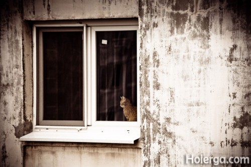 The Cat IMG 9420 copy 500x333 Fotografia zilei #114 – The cat