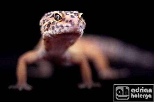 IMG 0387 500x333 Două reptile Gecko